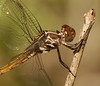 Dragonflies of the lower Rio Grande Valley : Dragonflies and Damselflies of south Texas